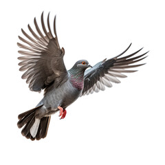 Grey pigeon on flight isolated on white background сreated with Generative Ai