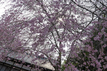 春の三井寺