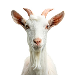 Portrait of a white goat isolated on transparent background. - obrazy, fototapety, plakaty