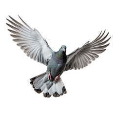Obraz premium Grey pigeon on flight isolated on white background сreated with Generative Ai