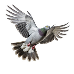 Grey pigeon on flight isolated on white background сreated with Generative Ai