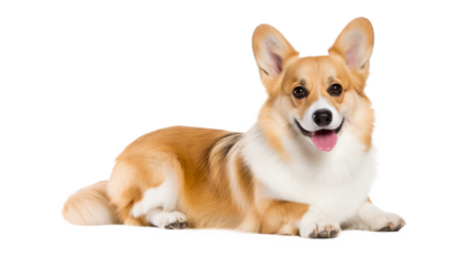 Welsh corgi dog isolated on transparent background, Png files