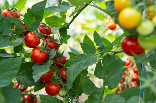Beautiful red ripe cherry tomatoes