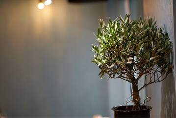 葉の観葉植物