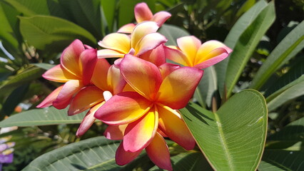 Fototapeta premium red and yellow flower closeup