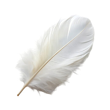 White feather isolated on transparent background.