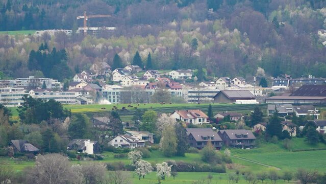 Wohnegebiet Gemeinde Greifensee, Bezirk Uster, Schweiz. K&uuml;he im Wohngebiet