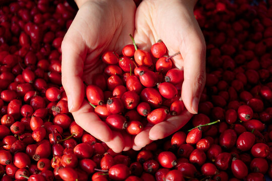 Female hands touching the fruit rose hip or rosehip. Empty space for copy paste. Backgrounds and textures. Red vibrant colors. Cinematic. Wild fruits and healthy food.