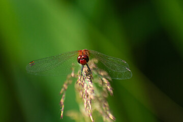 red dragonfly on green leaf