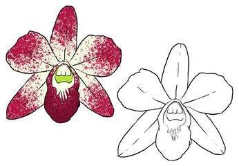 Purple Orchids. Perfect for artwork, t-shirts, cards, prints, picture books, coloring books, wallpaper, prints, etc.
