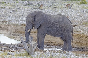 Picture of an elephant in Etosha National Park in Namibia during the day