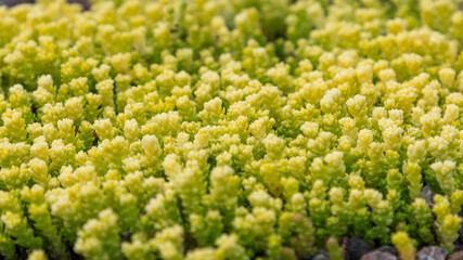 The intricate details of Sedum plants are highlighted in this close-up, with their small, succulent...