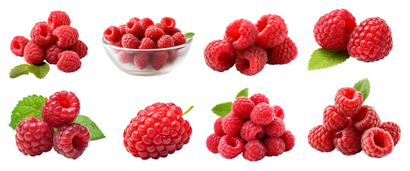 Raspberry raspberries, many angles and view side top front group pile heap isolated on transparent background cutout, PNG file. Mockup template for artwork graphic design - obrazy, fototapety, plakaty