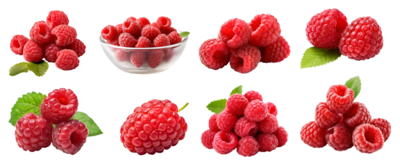 Raspberry raspberries, many angles and view side top front group pile heap isolated on transparent background cutout, PNG file. Mockup template for artwork graphic design