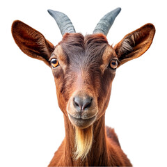 Portrait of a brown goat isolated on transparent background. - obrazy, fototapety, plakaty