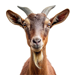 Portrait of a brown goat isolated on transparent background. - obrazy, fototapety, plakaty