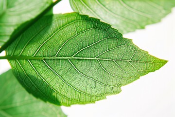 The Leaf's Journey A Close-up Exploration of Nature's Patterns Generative AI