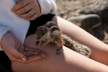 Beautiful young girl feeding a wild squirrel in the mountains of Fuerteventura