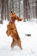 A cocker spaniel plays with a dog in a winter forest