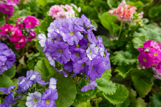 Primula obconica . Turkish name; Eleven sunflowers. A beautiful flower in pink, red, white and lilac colours.