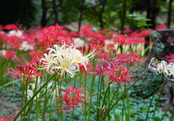 日本の千葉県にある彼岸花の植生地　緑地公園
赤と白の彼岸花