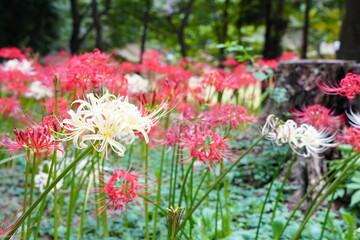 Fototapeta premium 日本の千葉県にある彼岸花の植生地 緑地公園 赤と白の彼岸花