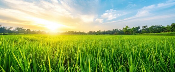 Fototapeta na wymiar Sun-Kissed Serenity: Lush Green Fields Stretching to Blue Skies - Generative AI