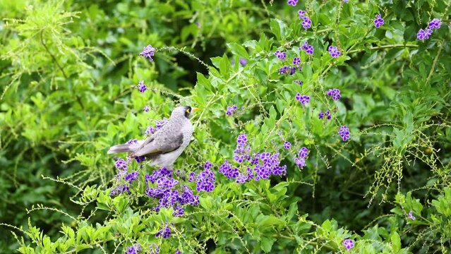 Bird Foraging in Purple Flower Bush