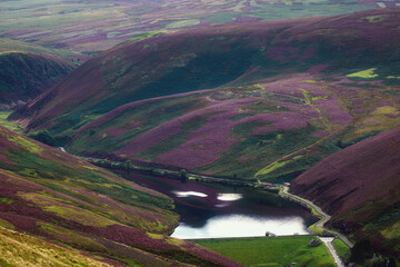 Colorful landscape of hill slope covered by purple heather flowers and small lake. Pentland hills, Scotland