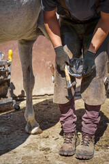 The farrier places the new horseshoe on the horse's hoof. He holds a hammer in his hand, with which...