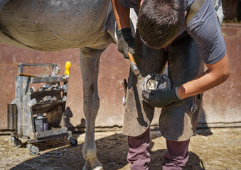 The farrier hammers the horseshoe nail into the shoe to attach the new shoe to the horse's hoof.