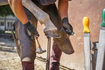 The farrier hammers the horseshoe nail into the shoe to attach the new shoe to the horse's hoof on...