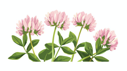 Clover flower Trifolium pratense. Vector stylized hand