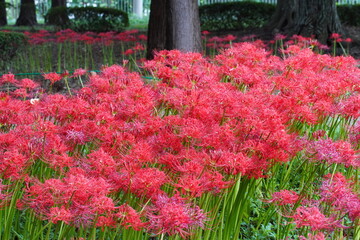 日本の千葉県にある彼岸花の植生　緑地公園