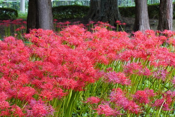 日本の千葉県にある彼岸花の植生　緑地公園