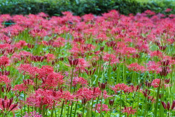 Obraz premium 日本の千葉県にある彼岸花の植生 緑地公園