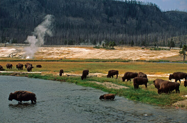 Bison d'Amérique, Geyser, Parc national du Yellowstone, USA,