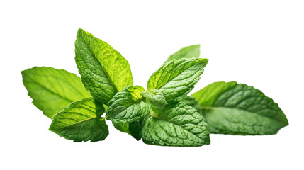 Green fresh mint leaves isolated on white and transparent background. PNG.