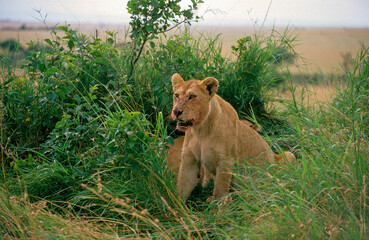 Lion, lionne, Panthera leo, Femelles et jeunes, Parc national de Masai Mara, Kenya