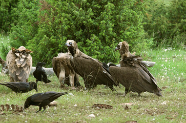 Vautour moine,. Vautour fauve,  Grand Corbeau,., Parc naturel régional des grands causses 48, Lozère, France