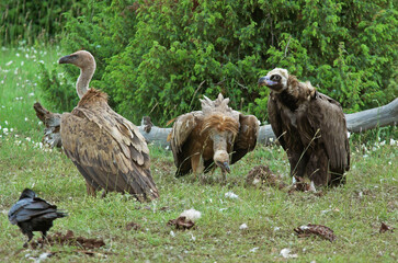 Vautour fauve,.Gyps fulvus, Griffon Vulture, Grand Grand corbeau, 
