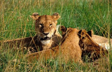 Lion, lionne, Panthera leo, Femelles et jeunes, Parc national de Masai Mara, Kenya