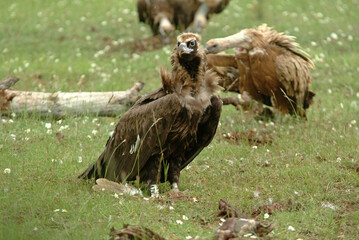Vautour moine,.Aegypius monachus, Cinereous Vulture, Vautour fauve,.Gyps fulvus, Griffon Vulture, Parc naturel régional des grands causses 48, Lozere, France