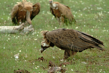 Vautour moine,.Aegypius monachus, Cinereous Vulture, Vautour fauve,.Gyps fulvus, Griffon Vulture, Parc naturel régional des grands causses 48, Lozere, France