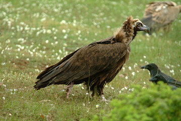 Vautour moine,.Aegypius monachus, Cinereous Vulture, Grand Corbeau,.Corvus corax, Northern Raven, Parc naturel régional des grands causses 48, Lozere, France
