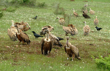 Vautour fauve,.Gyps fulvus, Griffon Vulture, Grand Corbeau,.Corvus corax, Northern Raven, Parc naturel régional des grands causses 48, Lozere, France