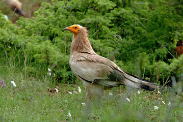Vautour percnoptère , Percnoptère d'Égypte,.Neophron percnopterus, Egyptian Vulture