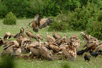 Vautour fauve,.Gyps fulvus, Griffon Vulture, Grand Corbeau,.Corvus corax, Northern Raven, Parc naturel régional des grands causses 48, Lozere, France