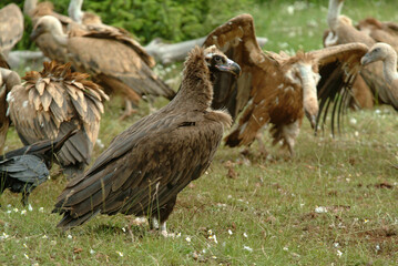 Vautour moine,.Aegypius monachus, Cinereous Vulture, Vautour fauve,.Gyps fulvus, Griffon Vulture, Parc naturel régional des grands causses 48, Lozere, France