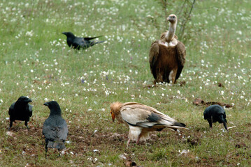 Vautour fauve,.Gyps fulvus, Griffon Vulture, Grand Grand corbeau, 